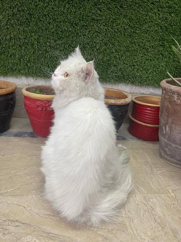 Persian White Cat 0