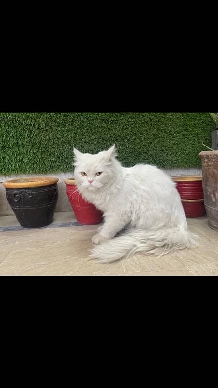 Persian White Cat 1