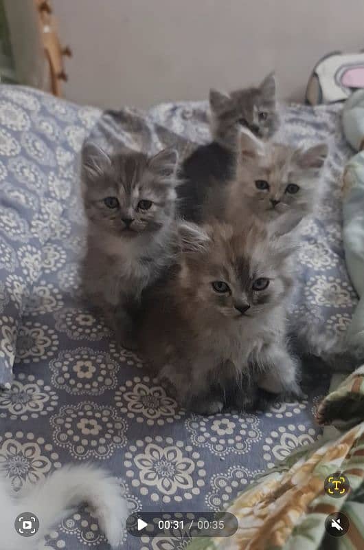 Persian kittens, cats. 3