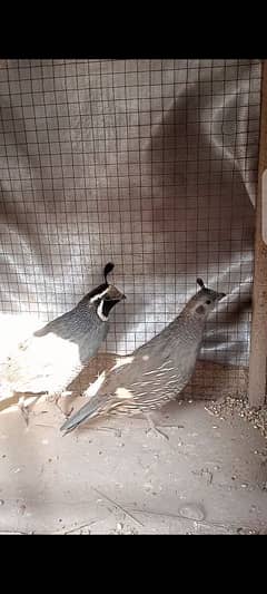 Californian Quail