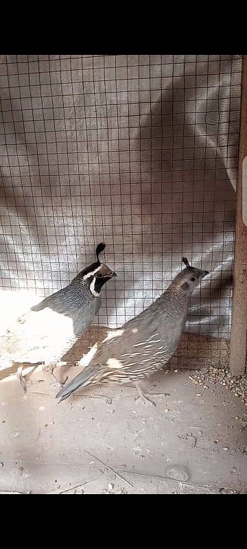 Californian Quail 0