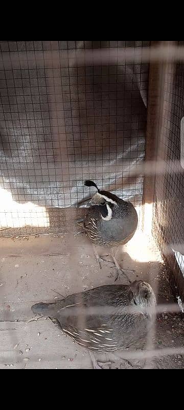 Californian Quail 1