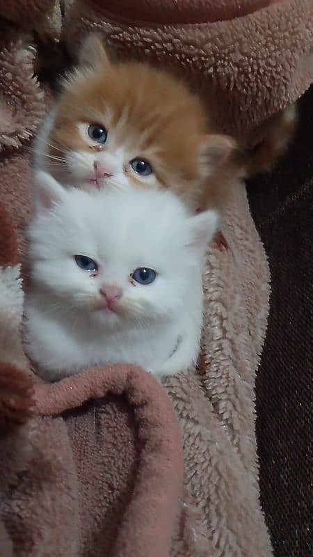 two male kittens 1