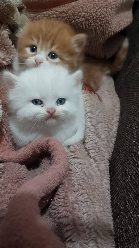 two male kittens 2