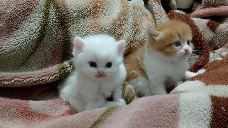 two male kittens 4