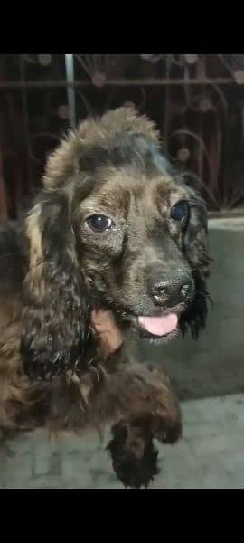 Cocker spaniel dog. 1