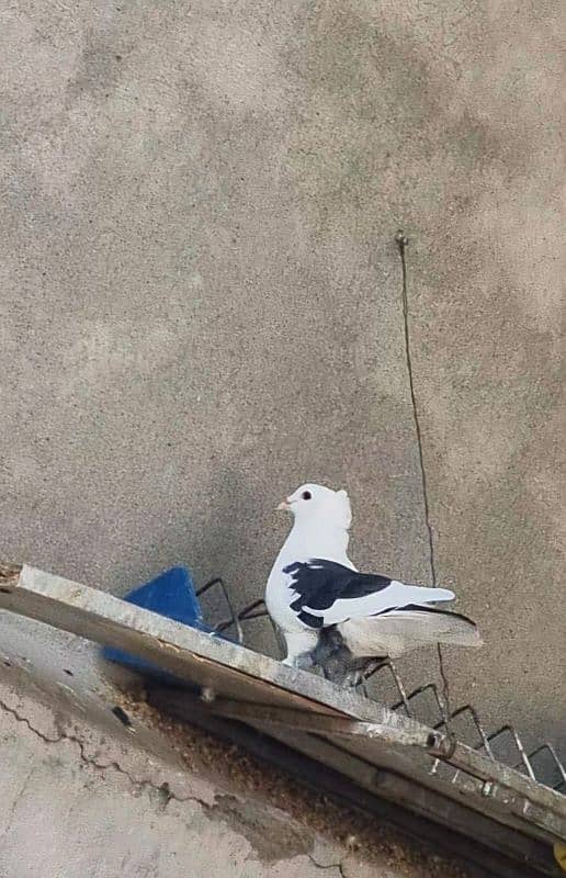 beautiful pigeon 0