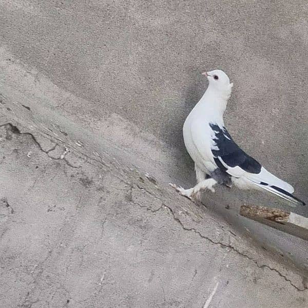 beautiful pigeon 1