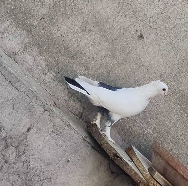 beautiful pigeon 2