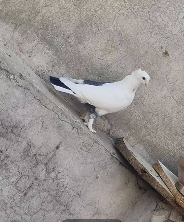 beautiful pigeon 6