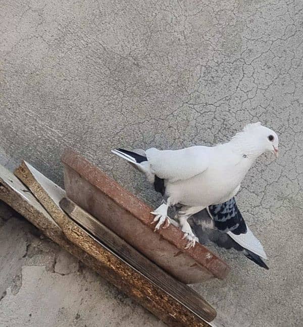 beautiful pigeon 7