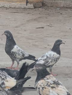 Ali walay  pigeons babies