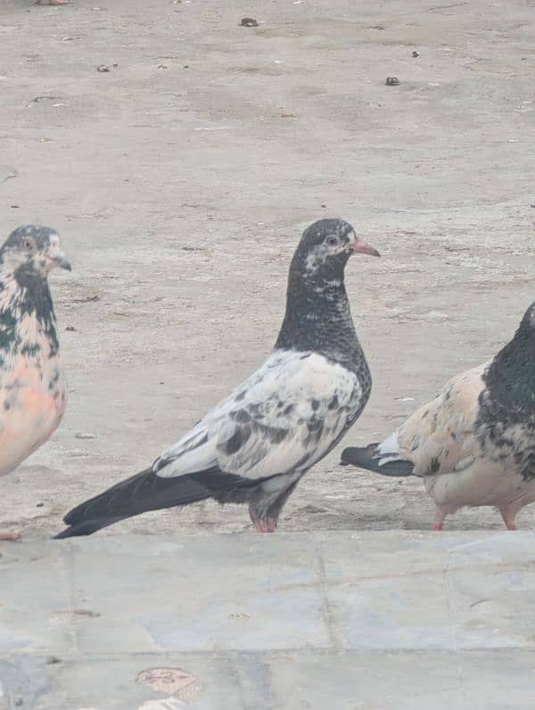 Ali walay  pigeons babies 1