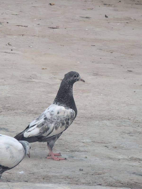 Ali walay  pigeons babies 2