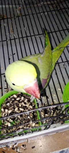 pair of parrots urgent sale