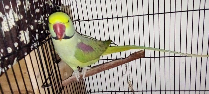 pair of parrots urgent sale 1