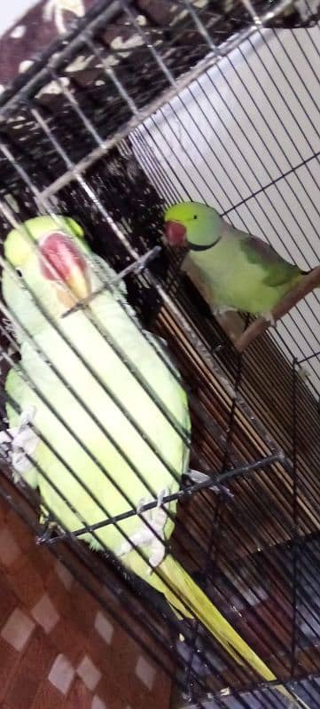 pair of parrots urgent sale 2