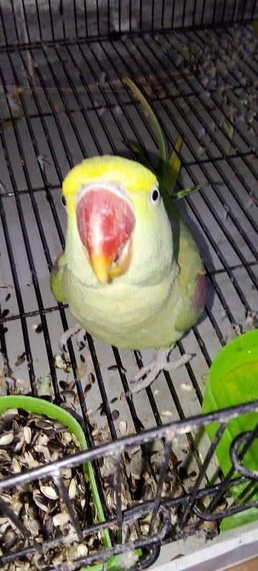 pair of parrots urgent sale 3