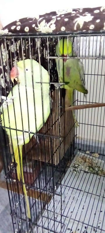 pair of parrots urgent sale 4