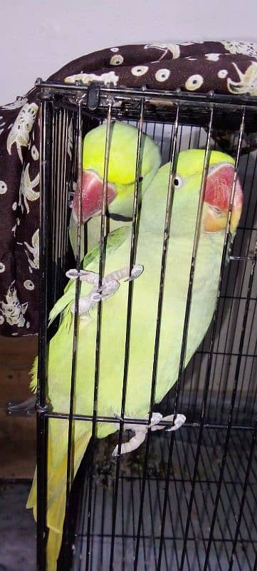 pair of parrots urgent sale 5