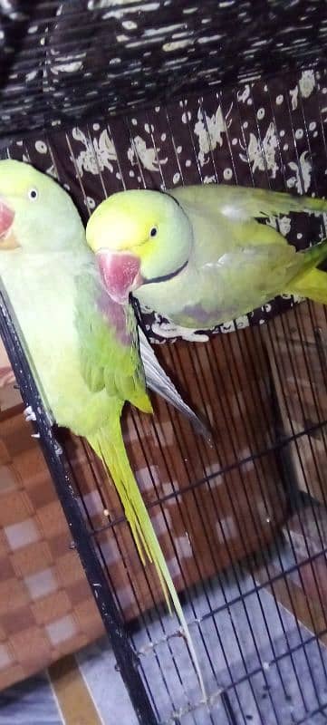 pair of parrots urgent sale 6