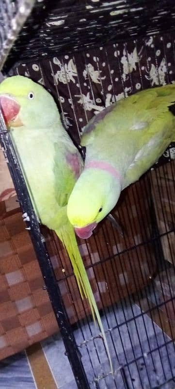 pair of parrots urgent sale 7