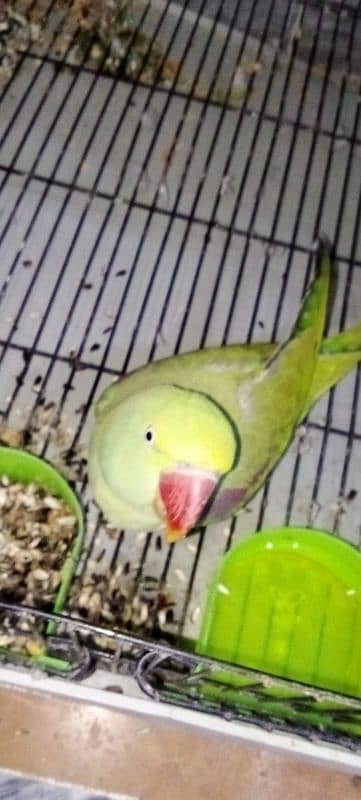 pair of parrots urgent sale 8