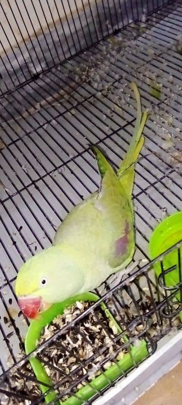 pair of parrots urgent sale 9