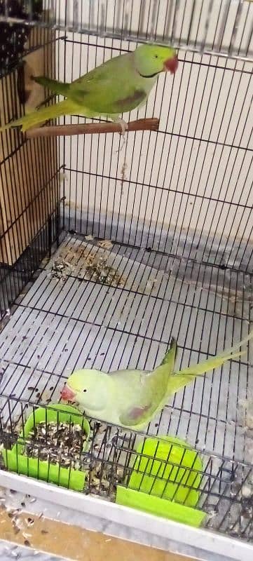 pair of parrots urgent sale 10