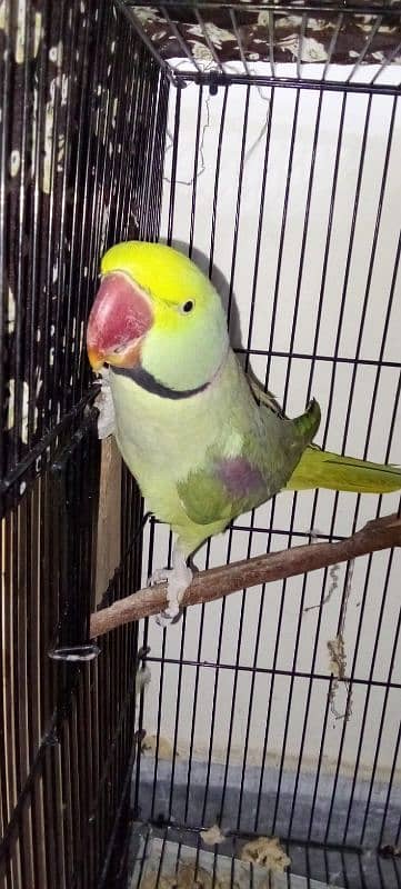 pair of parrots urgent sale 11