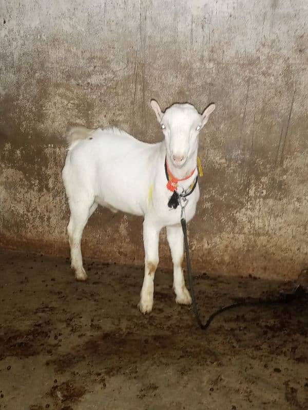 Pure White Tedda Male Kid 7 Months 2