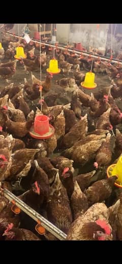 lohman brown hen for sale