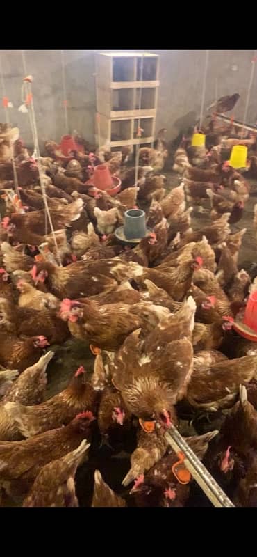 lohman brown hen for sale 1