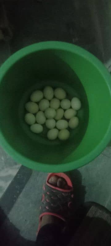 Desi eggs for sale 0