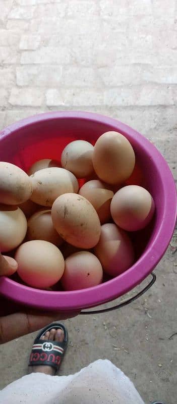 Desi eggs for sale 1