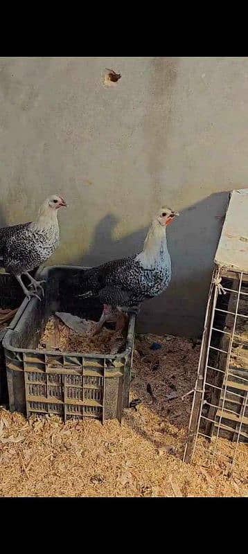 Desi eggs for sale 4