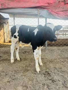 Pure Dutch breed HF pedigreed male calves