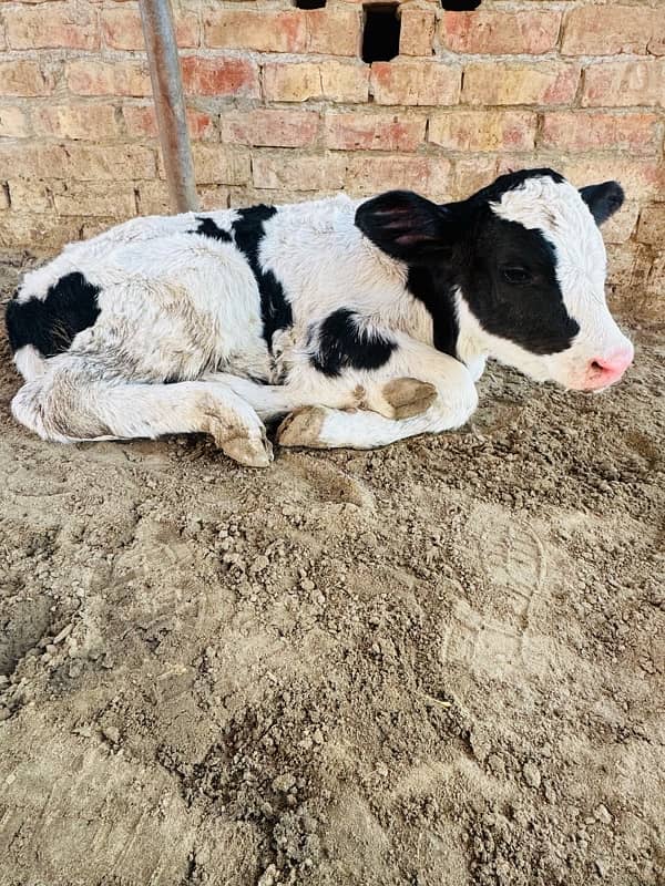 Pure Dutch breed HF pedigreed male calves 1