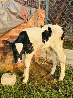 Pure Dutch breed HF pedigreed male calves