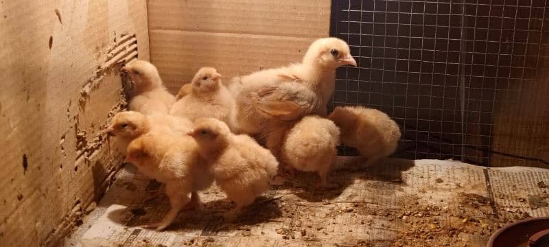 Golden Heavy Buff Chicks 2