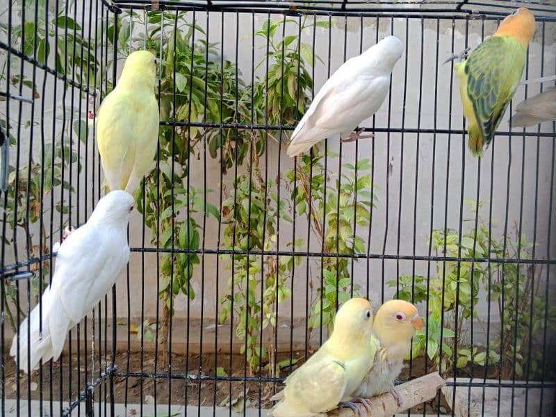 Some Beautiful  birds looking for New Home 3