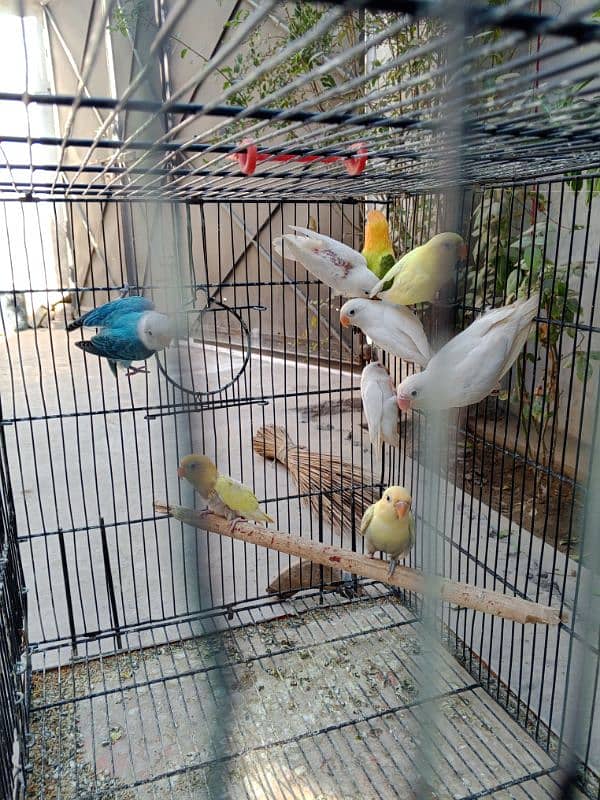 Some Beautiful  birds looking for New Home 4