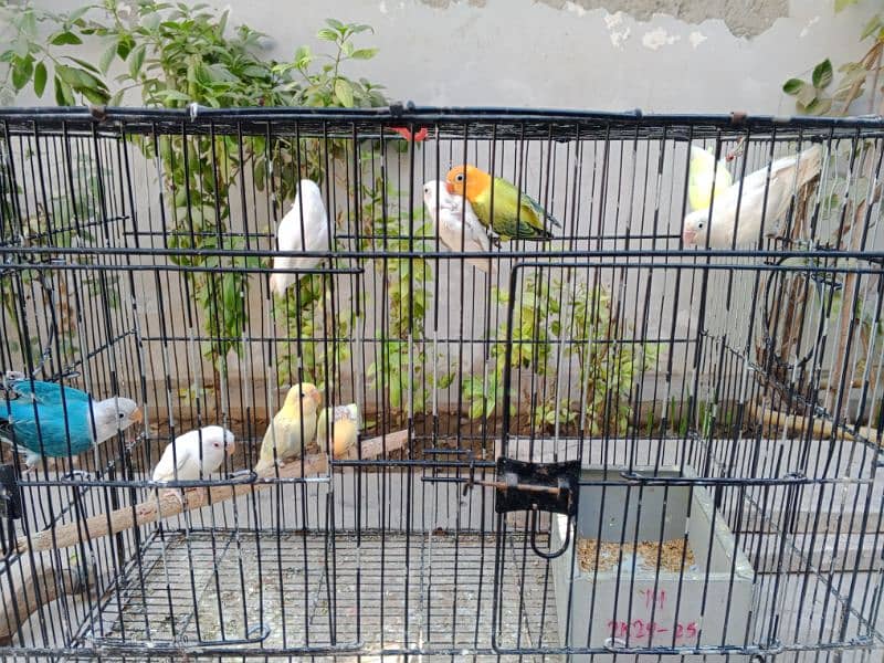 Some Beautiful  birds looking for New Home 5