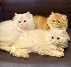 Extreme quality pure Persian triple coated kittens for sale