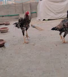 Pure japnies shamoo long hight mazboot jor for sale