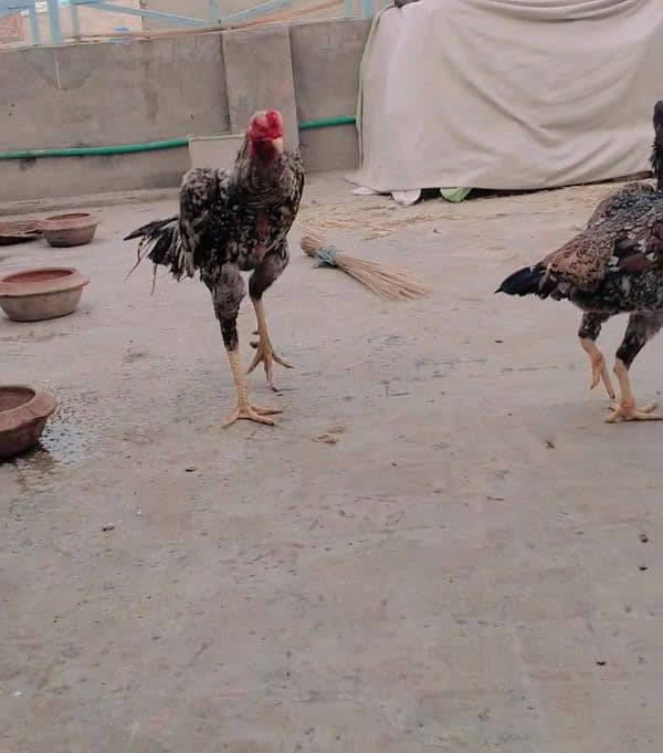 Pure japnies shamoo long hight mazboot jor for sale 0