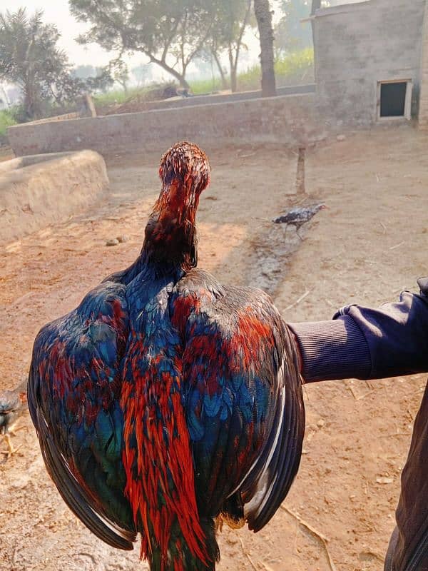 Pure long hight sindhi aseel pathe for sale 4