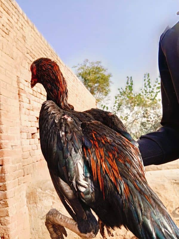 Pure long hight sindhi aseel pathe for sale 6