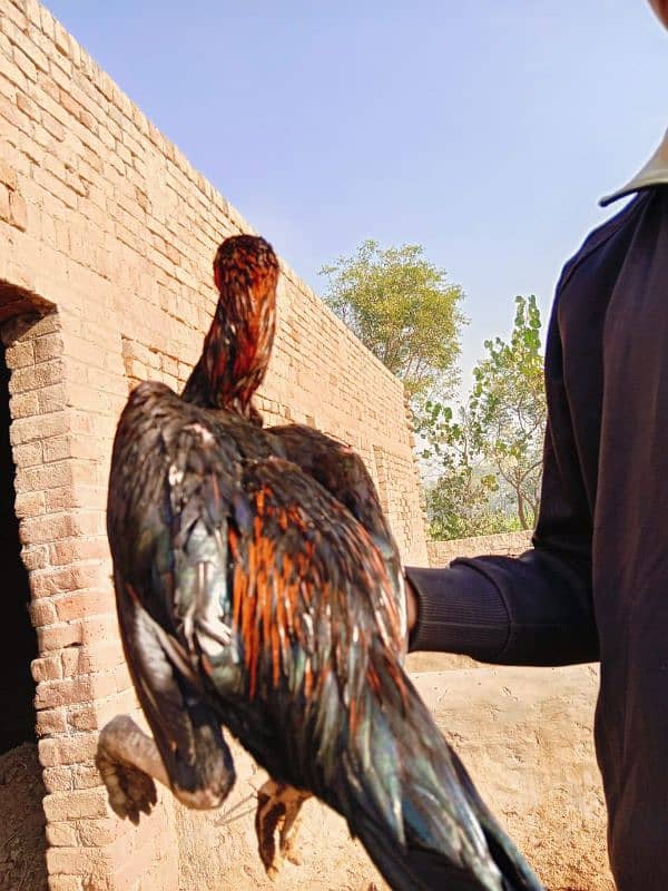 Pure long hight sindhi aseel pathe for sale 7