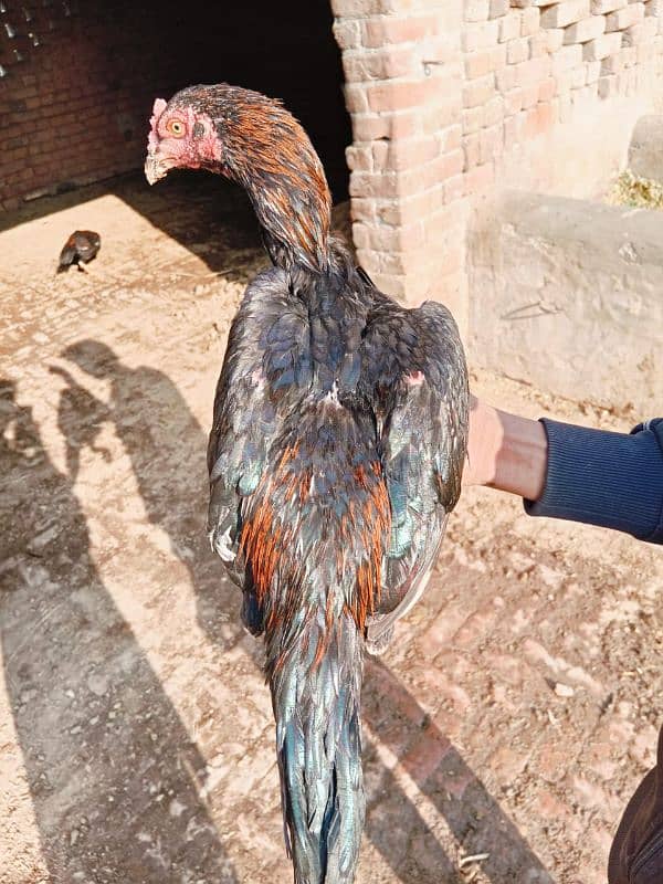 Pure long hight sindhi aseel pathe for sale 10